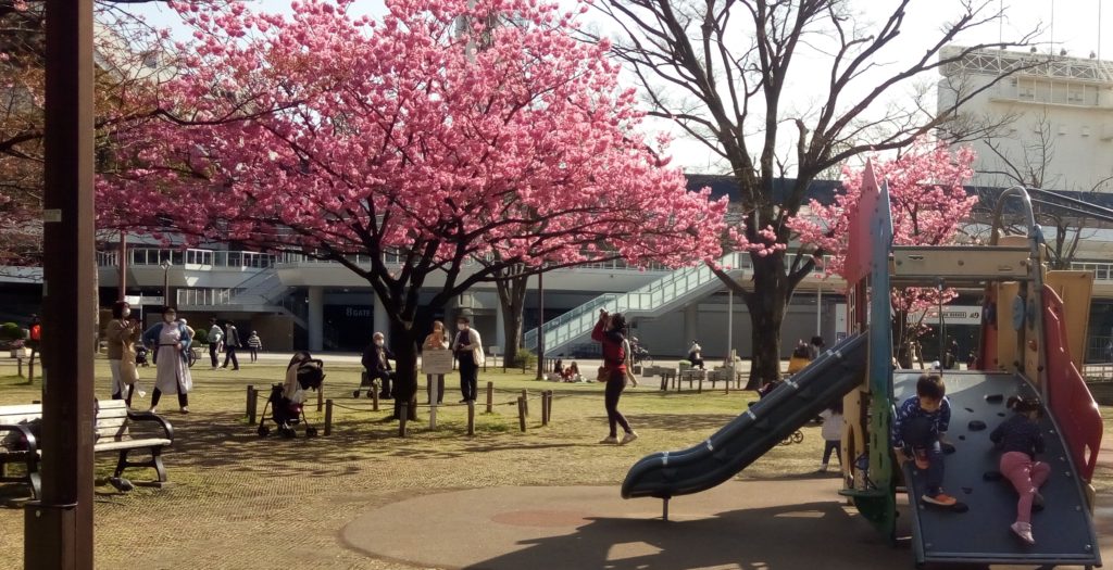 桜さく